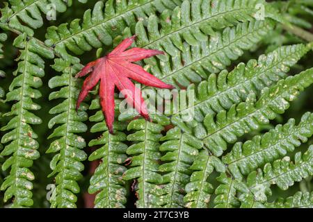 Blatt des japanischen Fanahorns (Acer palmatum Trompenburg), auf Farnwedel, Emsland, Niedersachsen, Deutschland Stockfoto