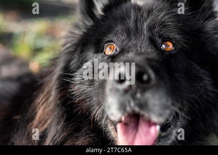 Schließen Sie Happy Dog draußen Stockfoto