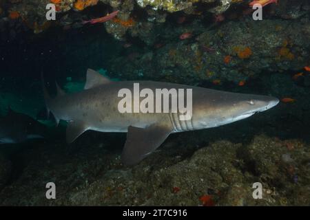 Sandtigerhai (Carcharias taurus) in seiner Höhle, Tauchplatz Aliwal Shoal, Umkomaas, KwaZulu Natal, Südafrika Stockfoto