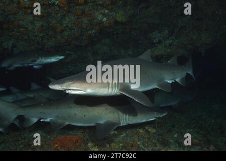 Gruppe von Sandtigerhaien (Carcharias taurus) in ihrer Höhle, Tauchplatz Protea Banks, Margate, KwaZulu Natal, Südafrika Stockfoto