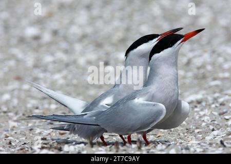 Arktische Arktische Tern (Sterna paradisaea), Paarungspaar, typische Synchronposition während des Paarungsrituals, Nationalpark Niedersächsisches Wattenmeer Stockfoto