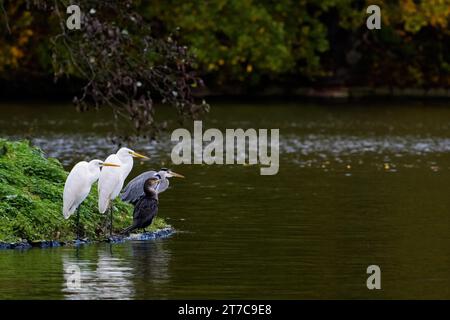 Zwei große Reiher (Ardea alba), ein grauer Reiher (Ardea cinerea) und ein großer Kormoran (Phalacrocorax carbo) stehen zusammen am Ufer eines Teiches Stockfoto