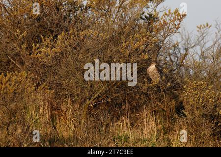 Eurasischer sparrowhawk (Accipiter nisus), Weibchen sitzt gut getarnt in einem Sträucher, Nationalpark Niedersächsisches Wattenmeer, Ostfriesische Inseln, Unteren Stockfoto