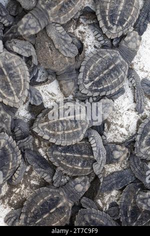 Neu geschlüpfte Oliven-ridley-Meeresschildkröten (Lepidochelys olivacea) in einem Behälter, Playa El Almejal, El Valle, Kolumbien Stockfoto