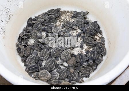 Neu geschlüpfte Oliven-ridley-Meeresschildkröten (Lepidochelys olivacea) in einem Behälter, Playa El Almejal, El Valle, Kolumbien Stockfoto