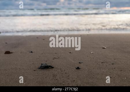 Die junge Oliven-ridley-Meeresschildkröte (Lepidochelys olivacea) läuft nach dem Schlüpfen ins Wasser, im Pazifischen Ozean, Playa El Almejal, El Valle, Kolumbien Stockfoto