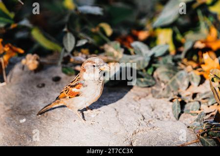 Ein Spatzen mit wunderschönen Federn im Central Park NY draußen an einem sonnigen Herbstmorgen auf der Suche nach Samen und Würmern. Stockfoto