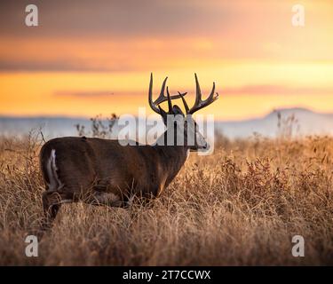Weißschwanzbock - Odocoileus virginianus - Wandern in hohem Gras bei Sonnenuntergang Colorado, USA Stockfoto
