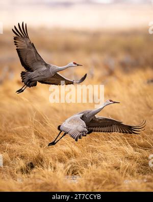 Sandhill Cranes - Grus canadensis - Flug an bewölktem Morgen während der Frühlingswanderung Monte Vista National Wildlife Refuge, Monte Vista, Co Stockfoto