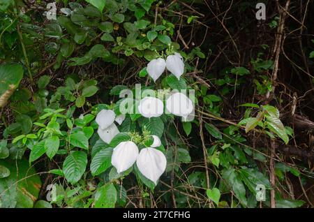 Mussaenda raiateensis, auch bekannt als pazifische Mussaenda oder pazifischer Flaggenbaum. Stockfoto