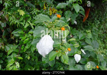 Mussaenda raiateensis, auch bekannt als pazifische Mussaenda oder pazifischer Flaggenbaum. Stockfoto