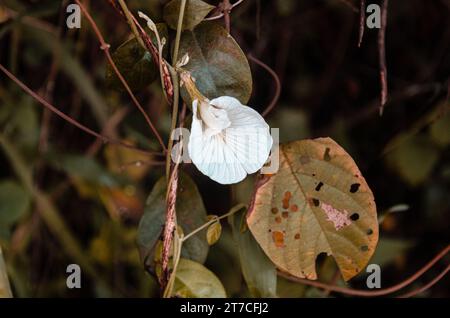 Weiße Clitoria ternatea, auch bekannt als asiatische Tauben. Stockfoto