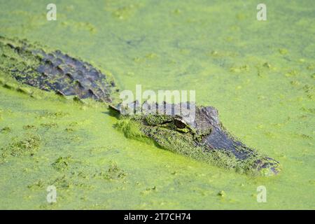 Ein amerikanischer Alligator, Alligator mississippiensis, schwimmt in einem mit Algen bedeckten texanischen Teich. Stockfoto