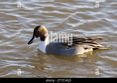 Ein männlicher nördlicher pintail direkt nach dem Waschen, mit Wassertropfen auf dem Kopf in Burnaby Lake, Burnaby, BC, Kanada. Stockfoto