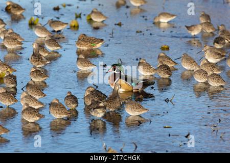 Eine männliche Holzente unter schlafenden und ruhenden Langschnabel-Dowitchern in Burnaby Lake, Burnaby, BC, Kanada. Stockfoto