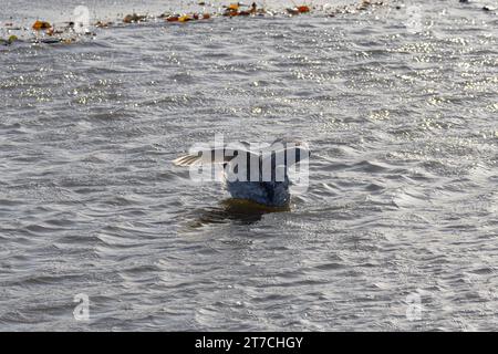 Eine junge Möwe, die mit einem Golfball in Burnaby Lake, Burnaby, BC, Kanada spielt. Stockfoto