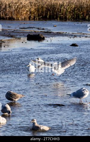 Eine Möwe kurz vor der Landung mit anderen Möwen und Vegetation im Hintergrund im Burnaby Lake, Burnaby, BC, Kanada. Stockfoto