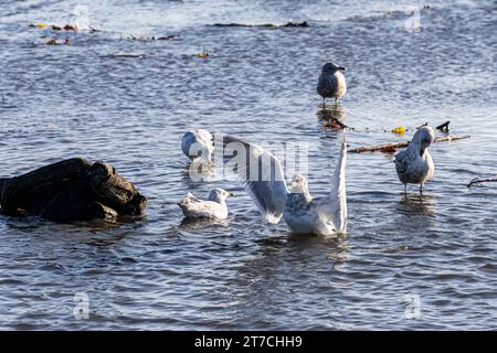 Eine junge Möwe, die mit ihren Flügeln flattert, um sie nach dem Waschen im Burnaby Lake, Burnaby, BC, Kanada, abzutrocknen. Stockfoto