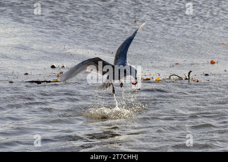 Eine junge Möwe, die mit einem Blatt spielt, es im Wasser fängt und dann wieder fallen lässt, im Burnaby Lake, Burnaby, BC, Kanada. Stockfoto