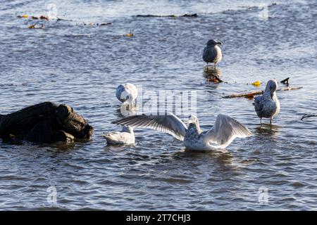 Eine junge Möwe, die mit ihren Flügeln flattert, um sie nach dem Waschen im Burnaby Lake, Burnaby, BC, Kanada, abzutrocknen. Stockfoto