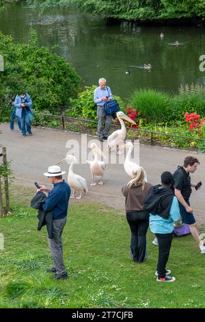 London, UK - 10. Mai 2023 : Pelicans (Pelecanus onocrotalus) auf dem Gehweg im St James's Park in London. UK. Stockfoto