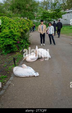 London, UK - 10. Mai 2023 : Pelicans (Pelecanus onocrotalus) auf dem Gehweg im St James's Park in London. UK. Stockfoto