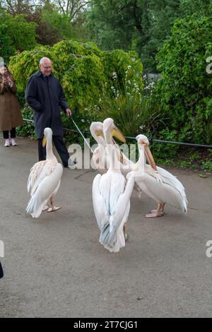 London, UK - 10. Mai 2023 : Pelicans (Pelecanus onocrotalus) auf dem Gehweg im St James's Park in London. UK. Stockfoto