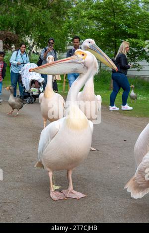 London, UK - 10. Mai 2023 : Pelicans (Pelecanus onocrotalus) auf dem Gehweg im St James's Park in London. UK. Stockfoto