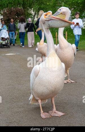 London, UK - 10. Mai 2023 : Pelicans (Pelecanus onocrotalus) auf dem Gehweg im St James's Park in London. UK. Stockfoto