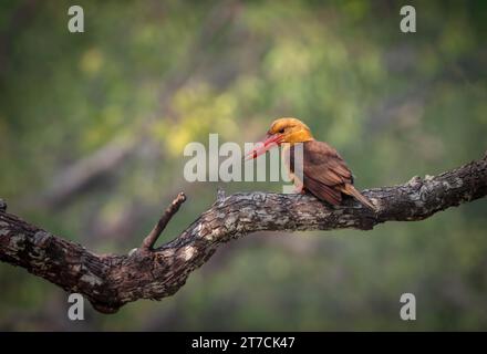 braunflügeliger eisvogel ist eine Vogelart aus der Unterfamilie Halcyoninae. Stockfoto