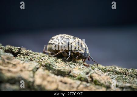 Frau des Walkers, Pine Chafer, Polyphylla fullo, extrem selten auf der ganzen Welt, auf der Rinde eines Baumes Stockfoto