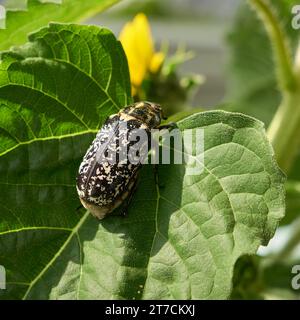 Der weltweit sehr seltene Walker, Pine Chafer, Polyphylla fullo, auf dem Blatt einer Sonnenblume Stockfoto