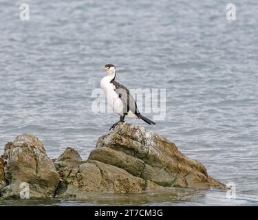 Neuseeländischer Rattenschaf an der Küste bei Kaikoura, Neuseeland Stockfoto