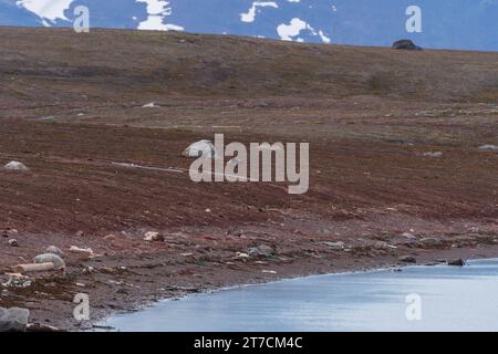 Arctic Fox wandert durch die Tundra in Sommerfarben auf den Svalbard Inseln Stockfoto