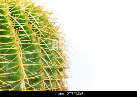Echinocactus grusonii oder Kroenleinia grusonii goldener Fasskaktus mit Kopierraum Stockfoto