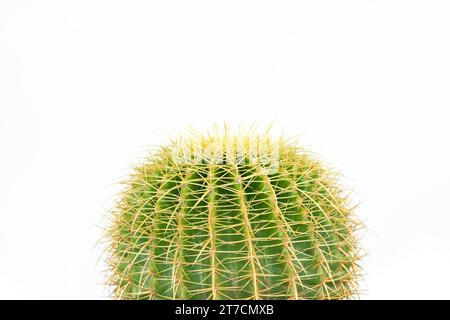 Echinocactus grusonii Goldfasskaktus Nahaufnahme isoliert auf weißem Hintergrund Stockfoto