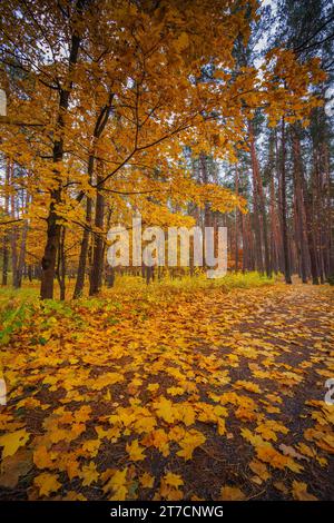 Ahornbaum hinterlässt Hintergrund. Farbenfroher Herbst Stockfoto