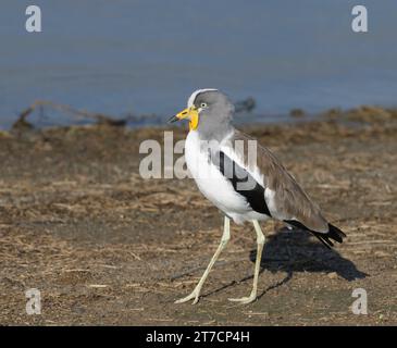 Weiß gekrönter Pflug auf der Suche nach Nahrung am Wasserrand Stockfoto