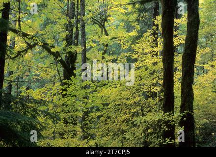 Rebe und bigleaf Ahorn (Acer macrophyllum), Kentucky Falls Special Interest Area, Siuslaw National Forest, Oregon Stockfoto