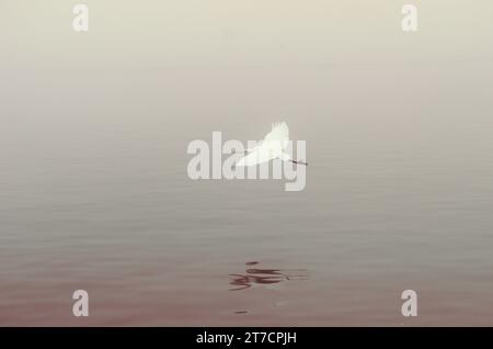 Egret schwingt über den Nebel am Lake Balboa, dieses sinnig schlanke Wasser sucht nach einigen Fischen zu essen. Stockfoto