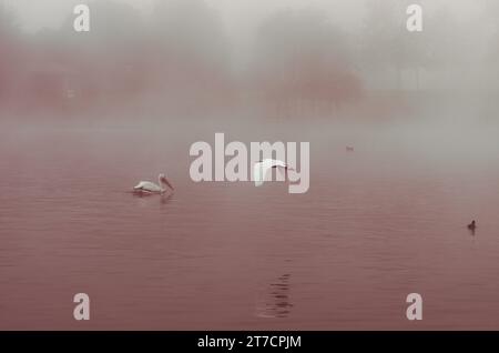 Große weiße Pelikane = schwimmt und fliegt über uns, beide suchen nach leckerem Fischfrühstück am Lake Balboa, an einem nebeligen Herbstmorgen. Stockfoto