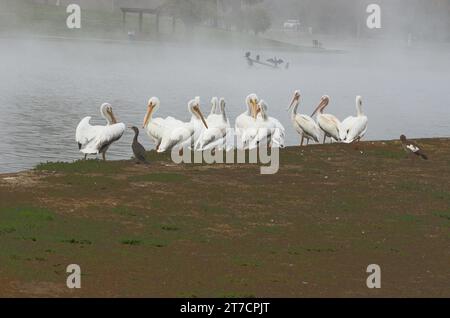 Große weiße Pelikane und den Lake Balboa, diese wunderbaren, seltsamen Wasservögel mit großer Flügelspannweite und langen Schnäbeln, machen eine interessante Naturstudie Stockfoto