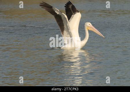 Große weiße Pelikane breiten sich aus, wenn riesige Flügel vom Lake Balboa fliegen, wunderschön und seltsam, dieser einzelne Wasservogel in seinem gran Zustand des Lebens. Stockfoto