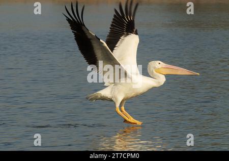 Große weiße Pelikane breiten sich aus, wenn riesige Flügel vom Lake Balboa fliegen, wunderschön und seltsam, dieser einzelne Wasservogel in seinem gran Zustand des Lebens. Stockfoto