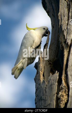 Sulphur Crested Cockatoos (Cacatua Galerita) sind in Australien ein vertrauter Anblick, ihr Kreischen und Mätzchen sind immer unterhaltsam. Schäfer Bush. Stockfoto