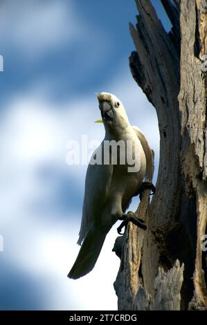 Sulphur Crested Cockatoos (Cacatua Galerita) sind in Australien ein vertrauter Anblick, ihr Kreischen und Mätzchen sind immer unterhaltsam. Schäfer Bush. Stockfoto