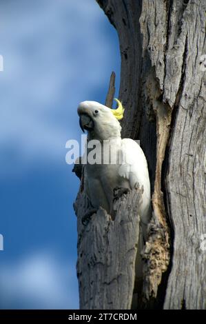 Sulphur Crested Cockatoos (Cacatua Galerita) sind in Australien ein vertrauter Anblick, ihr Kreischen und Mätzchen sind immer unterhaltsam. Schäfer Bush. Stockfoto