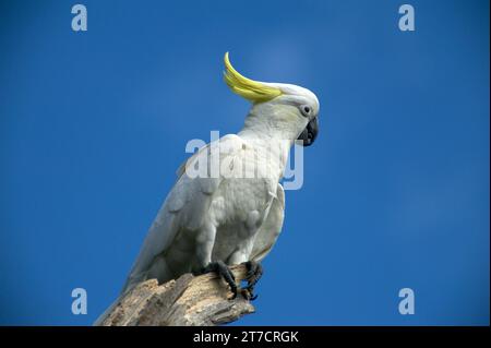 Sulphur Crested Cockatoos (Cacatua Galerita) sind in Australien ein vertrauter Anblick, ihr Kreischen und Mätzchen sind immer unterhaltsam. Schäfer Bush. Stockfoto