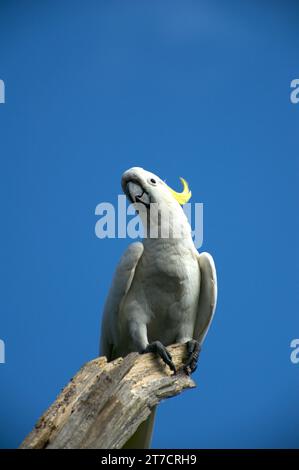 Sulphur Crested Cockatoos (Cacatua Galerita) sind in Australien ein vertrauter Anblick, ihr Kreischen und Mätzchen sind immer unterhaltsam. Schäfer Bush. Stockfoto