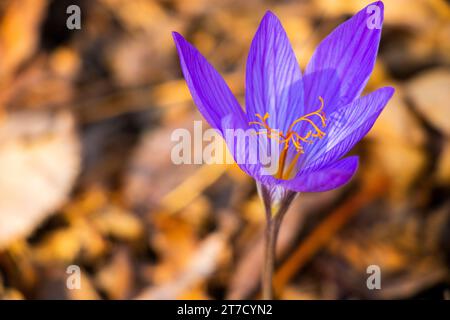 Biebersteins Krokus, blaue Blume im Wald Stockfoto